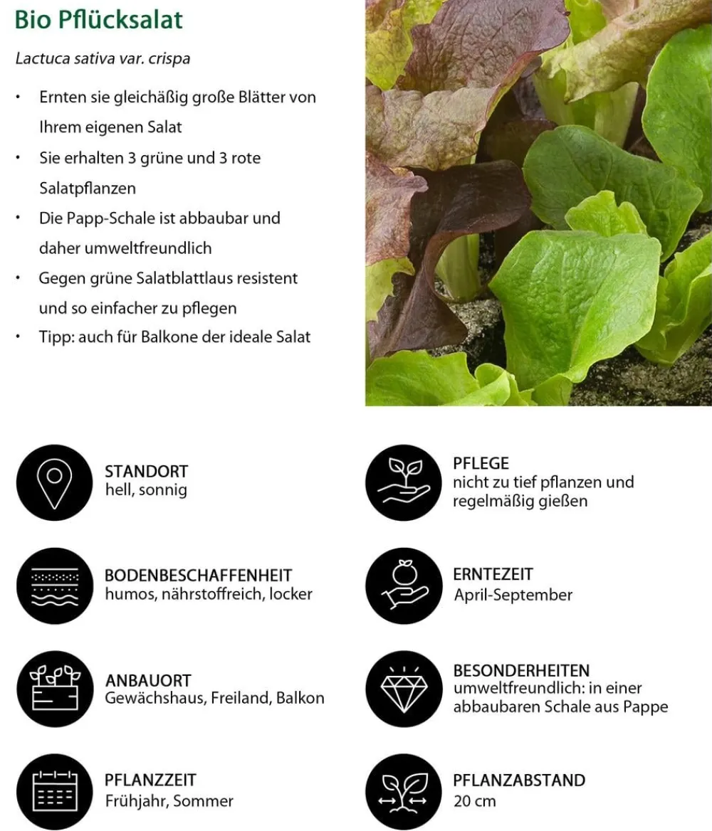 Dehner Bio Bio-Gemüsepflanzen - Bio Pflücksalat in Umweltschale, 6er Schale