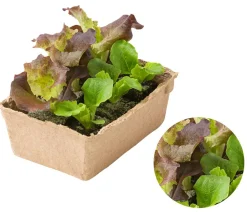 Dehner Bio Bio-Gemüsepflanzen - Bio Pflücksalat in Umweltschale, 6er Schale