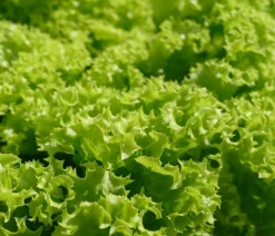 Dehner Bio Bio-Gemüsepflanzen|Kohl- & Salatpflanzen - Bio Pflücksalat 'Lollo Bionda', 6er Schale Grün