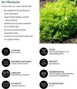 Dehner Bio Bio-Gemüsepflanzen|Kohl- & Salatpflanzen - Bio Pflücksalat 'Lollo Bionda', 6er Schale Grün