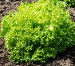 Dehner Bio Bio-Gemüsepflanzen|Kohl- & Salatpflanzen - Bio Pflücksalat 'Lollo Bionda', 6er Schale Grün