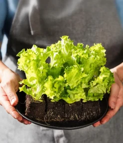 Dehner Bio Bio-Gemüsepflanzen|Kohl- & Salatpflanzen - Bio Pflücksalat 'Lollo Bionda', 6er Schale Grün