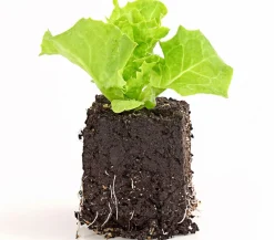 Dehner Bio Bio-Gemüsepflanzen|Kohl- & Salatpflanzen - Bio Pflücksalat 'Lollo Bionda', 6er Schale Grün