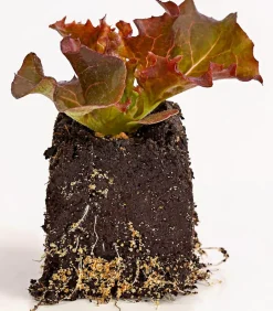 Dehner Bio Bio-Gemüsepflanzen|Kohl- & Salatpflanzen - Bio Pflücksalat 'Lollo Rosso', 6er Schale Rot