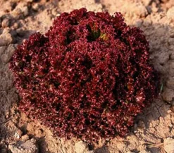 Dehner Bio Bio-Gemüsepflanzen|Kohl- & Salatpflanzen - Bio Pflücksalat 'Lollo Rosso', 6er Schale Rot