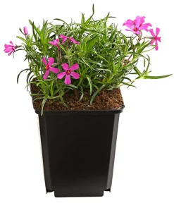Dehner Bio Steingartenstauden|Bio Stauden - Bio Polster-Phlox 'McDaniel's Cushion' Pink