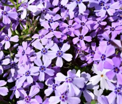 Dehner Bio Bodendecker & Efeu|Bio Stauden > Bio Polster-Phlox 'Purple Beauty'