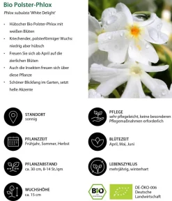 Dehner Bio Steingartenstauden|Bio Stauden > Bio Polster-Phlox 'White Delight'