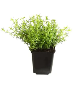 Dehner Bio Steingartenstauden|Bio Stauden > Bio Polster-Phlox 'White Delight'