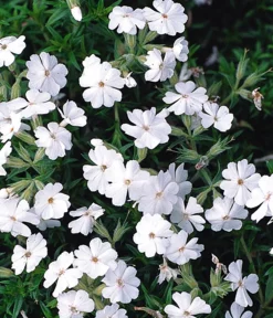 Dehner Bio Steingartenstauden|Bio Stauden > Bio Polster-Phlox 'White Delight'