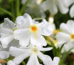 Dehner Bio Steingartenstauden|Bio Stauden > Bio Polster-Phlox 'White Delight'