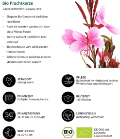 Dehner Bio Sommerstauden|Bio Stauden - Bio Prachtkerze 'Siskiyou Pink' Rosa