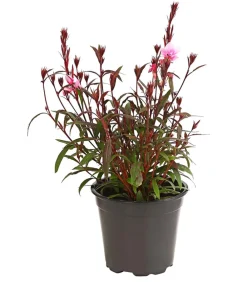 Dehner Bio Sommerstauden|Bio Stauden - Bio Prachtkerze 'Siskiyou Pink' Rosa