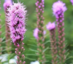 Dehner Bio Sommerstauden|Bio Stauden - Bio Prachtscharte, Rosa