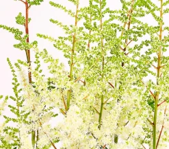 Dehner Bio Blatt- & Schattenstauden|Bio Stauden > Bio Prachtspiere,