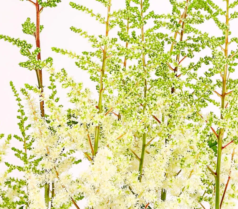 Dehner Bio Blatt- & Schattenstauden|Bio Stauden > Bio Prachtspiere,