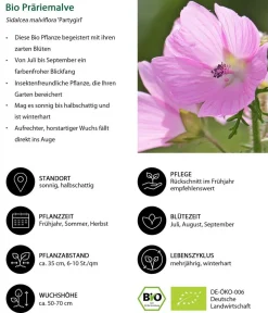 Dehner Bio Sommerstauden|Bio Stauden > Bio Präriemalve 'Partygirl'