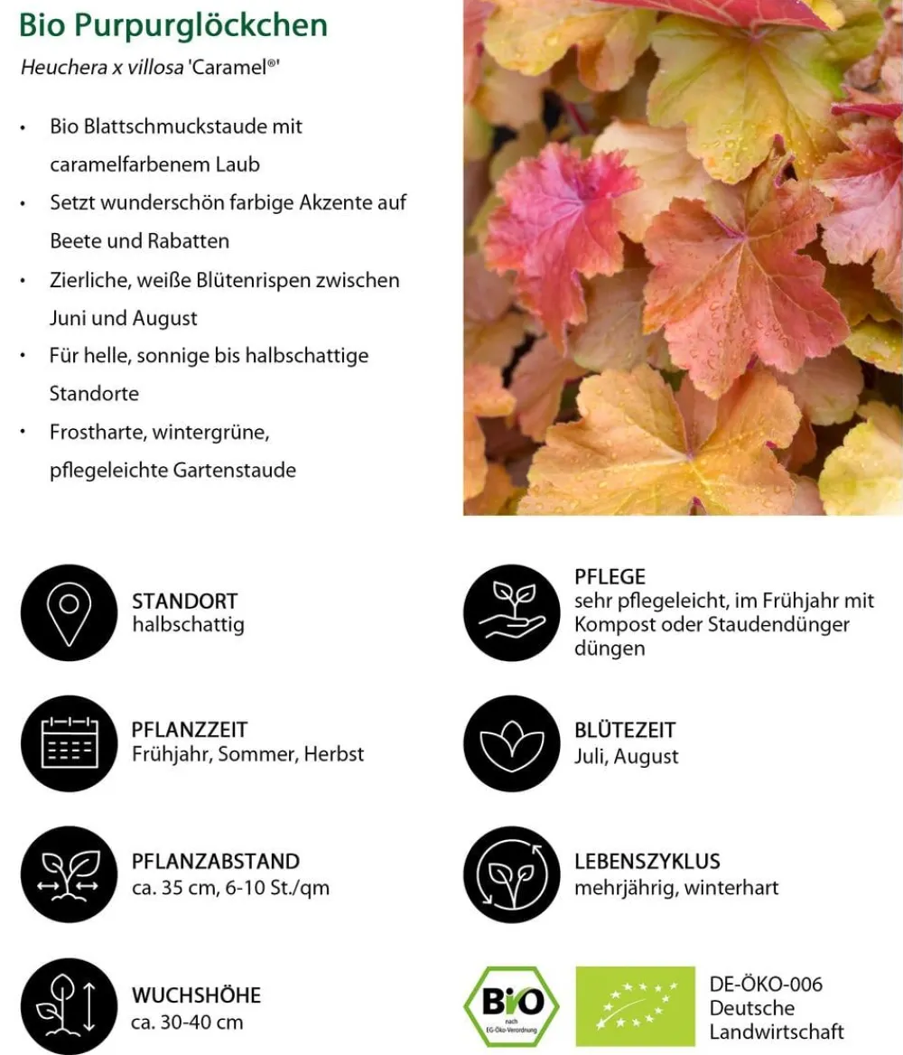 Dehner Bio Bodendecker & Efeu|Blatt- & Schattenstauden > Bio Purpurglöckchen 'Caramel®'