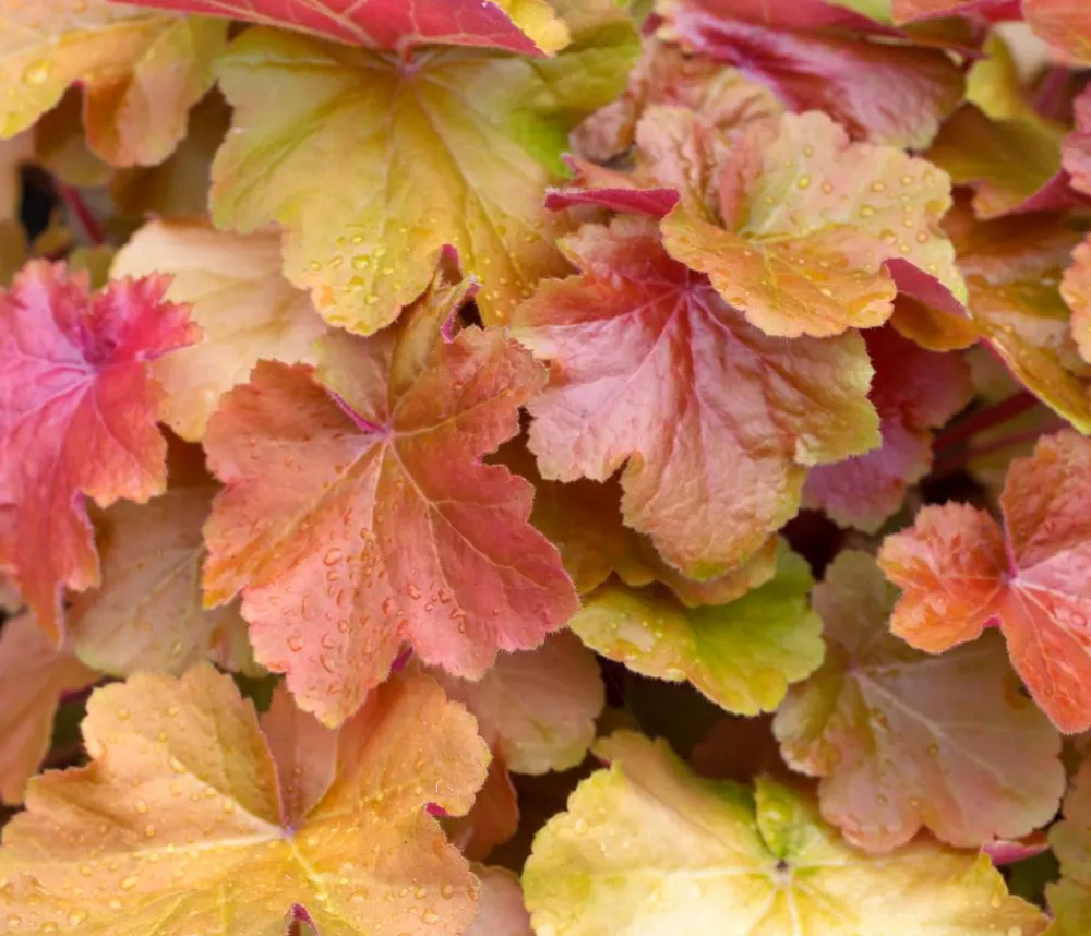 Dehner Bio Bodendecker & Efeu|Blatt- & Schattenstauden > Bio Purpurglöckchen 'Caramel®'