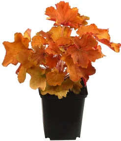 Dehner Bio Bodendecker & Efeu|Blatt- & Schattenstauden > Bio Purpurglöckchen 'Caramel®'