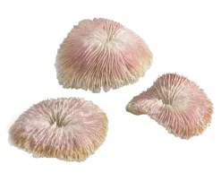 biOrb® Deko > Aquariumdeko Plattenkorallen, 3er-Set