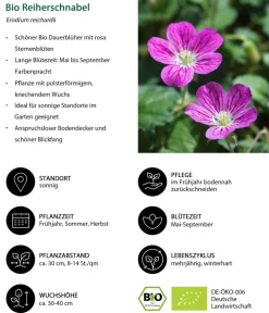Dehner Bio Bio Reiherschnabel Pink Best
