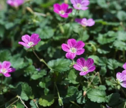 Dehner Bio Bio Reiherschnabel Pink Best