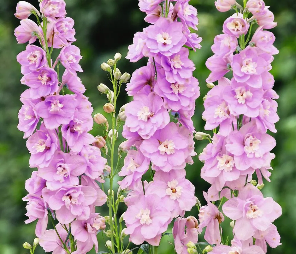 Dehner Bio Sommerstauden|Bio Stauden - Bio Rittersporn, rosa Zartrosa