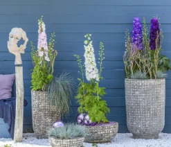 Dehner Bio Sommerstauden|Bio Stauden - Bio Rittersporn, rosa Zartrosa