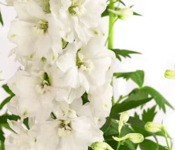 Dehner Bio Sommerstauden|Bio Stauden > Bio Rittersporn,