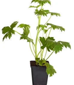 Dehner Bio Sommerstauden|Bio Stauden > Bio Rittersporn,
