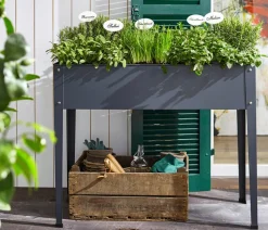 Dehner Bio Bio-Kräuter|Garten- & Heilkräuter > Bio Rosmarin