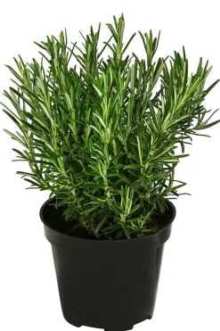 Dehner Bio Bio-Kräuter|Garten- & Heilkräuter > Bio Rosmarin