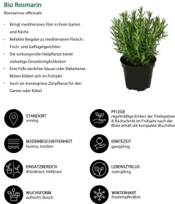 Dehner Bio Bio-Kräuter|Garten- & Heilkräuter > Bio Rosmarin