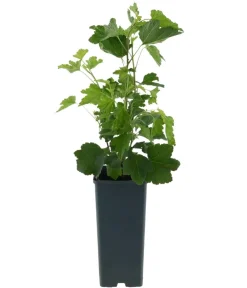 Dehner Bio Bio-Obststräucher > Bio e Johannisbeere 'Jonkheer Van Tets'