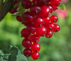 Dehner Bio Bio e Johannisbeere 'Jonkheer Van Tets' Rot Best