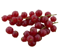 Dehner Bio Bio e Johannisbeere 'Jonkheer Van Tets' Rot Best