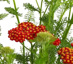 Dehner Bio Sommerstauden|Bio Stauden > Bio e Schafgarbe 'Cerise Queen'
