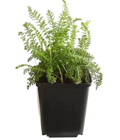 Dehner Bio Sommerstauden|Bio Stauden > Bio e Schafgarbe 'Cerise Queen'