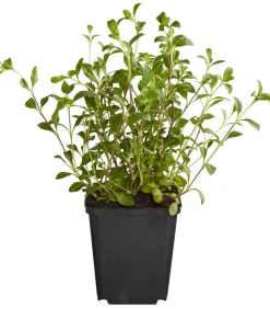 Dehner Bio Bio Rotes Teppich-Seifenkraut Rosa Online