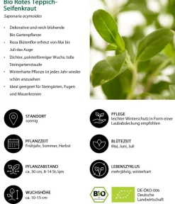 Dehner Bio Bio Rotes Teppich-Seifenkraut Rosa Online