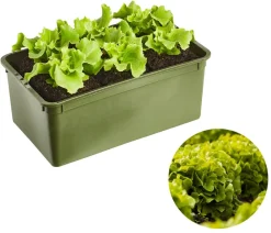 Dehner Bio Bio Salanova® Batavia, 6er Schale Grün Clearance