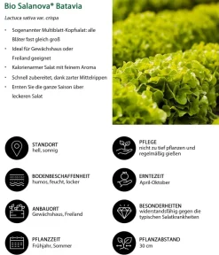 Dehner Bio Bio Salanova® Batavia, 6er Schale Grün Clearance