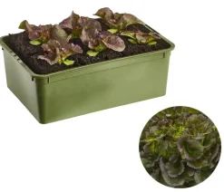 Dehner Bio Bio-Gemüsepflanzen|Kohl- & Salatpflanzen - Bio Salanova® Batavia, 6er Schale Rot