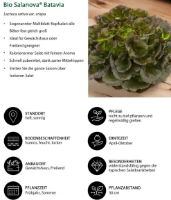 Dehner Bio Bio-Gemüsepflanzen|Kohl- & Salatpflanzen - Bio Salanova® Batavia, 6er Schale Rot
