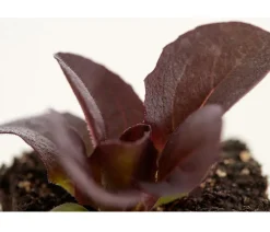 Dehner Bio Bio-Gemüsepflanzen|Kohl- & Salatpflanzen > Bio Salanova® Kopfsalat, 6er Schale