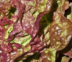 Dehner Bio Bio-Gemüsepflanzen|Kohl- & Salatpflanzen > Bio Salanova® Kopfsalat, 6er Schale