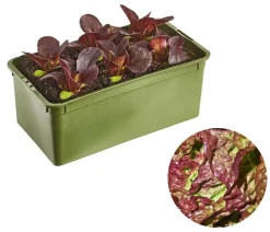 Dehner Bio Bio-Gemüsepflanzen|Kohl- & Salatpflanzen > Bio Salanova® Kopfsalat, 6er Schale