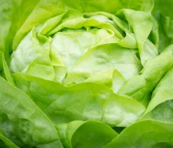 Dehner Bio Bio-Gemüsepflanzen|Kohl- & Salatpflanzen - Bio Salanova® Kopfsalat, 6er Schale Grün