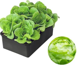Dehner Bio Bio-Gemüsepflanzen|Kohl- & Salatpflanzen - Bio Salanova® Kopfsalat, 6er Schale Grün